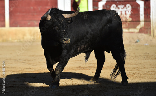 fighting bull with big horns running on spanish bullring