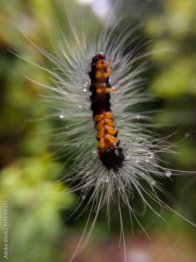 picture of white hair caterpillar hanging in air picture of white hair caterpillar hanging in air
