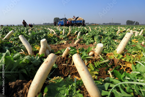 farmers harvest white radish on their farms, LUANNAN COUNTY, Hebei Province, China