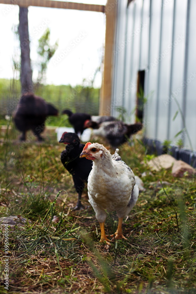 Obraz premium Heritage chickens on a small farm in the country, small scale poultry farming in Ontario, Canada.