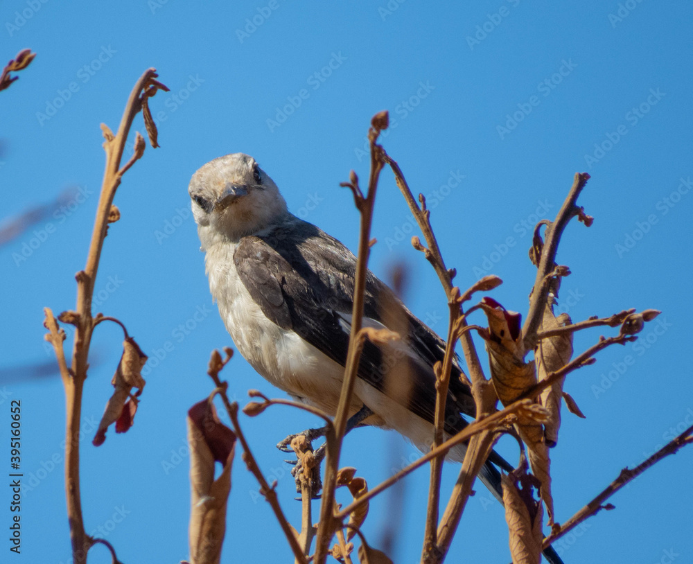 Brazilian white bride (Xolmis velatus) Brazilian white bride (Xolmis velatus)