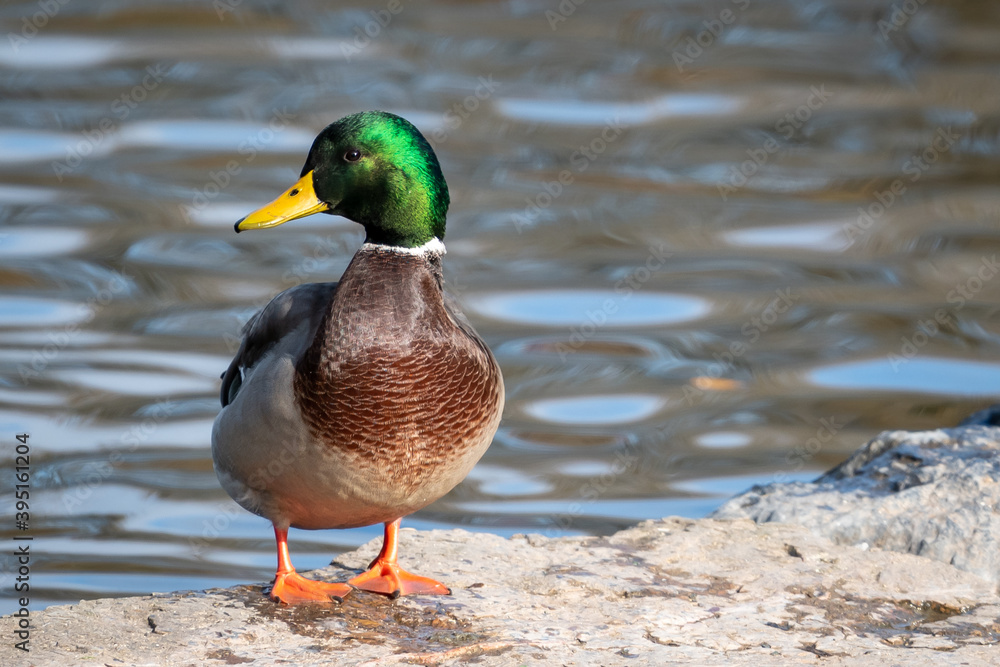 A male mallard duck with its rich glossy bottle green feathers and a white collar on its neck. Its bill is yellowish-orange tipped with black. There's a hint of iridescent purple-blue feathers. A male mallard duck with its rich glossy bottle green feathers and a white collar on its neck. Its bill is yellowish-orange tipped with black. There's a hint of iridescent purple-blue feathers.