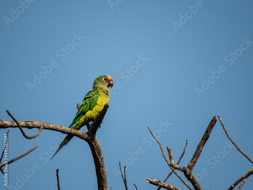 blue and yellow macaw ara, 
Brazilian parakeet (Eupsittula aurea) photo