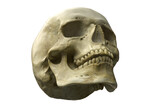 3D render of Human Skull isolated on white