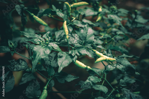chilli plants in the garden