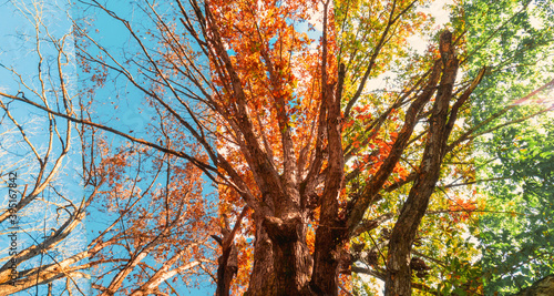 Tree gradually changing seasons from summer, autumn and winter