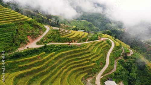 Magnificent yellow rice terraces on the hilly landscape with winding road.
