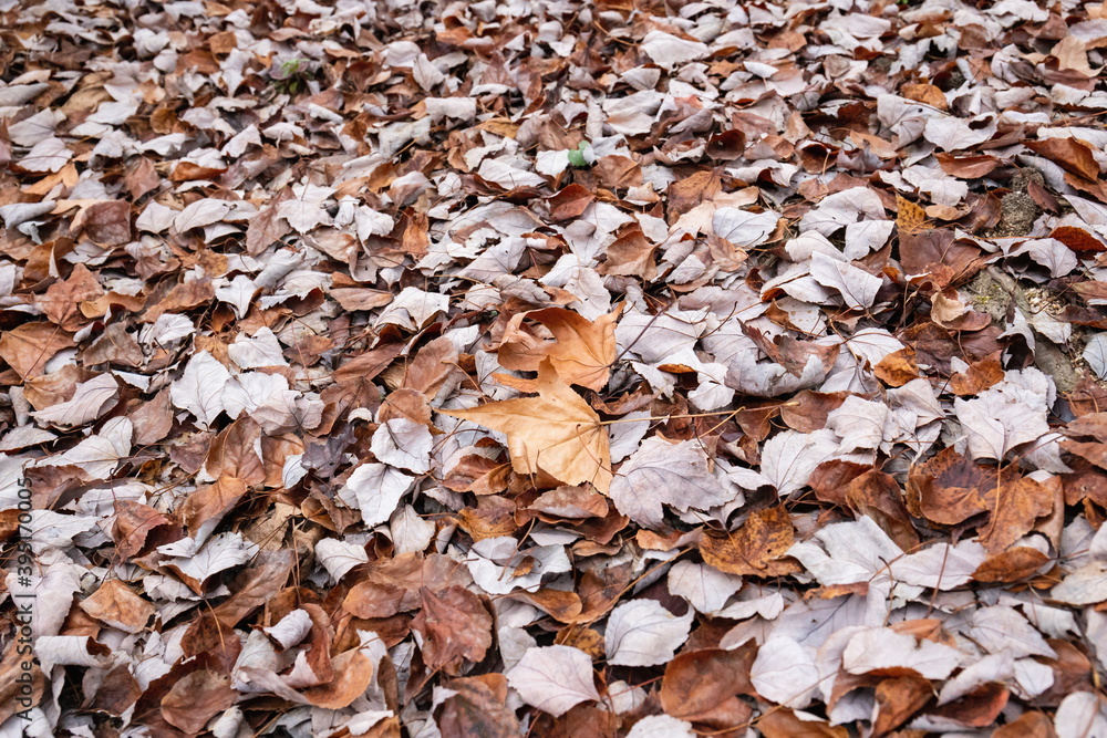 Fallen leaves , Autumn leaves on the ground