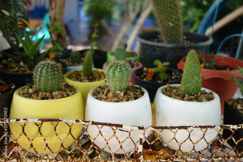 cactus flower pot