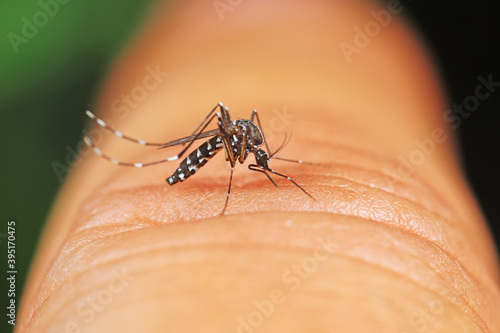 Aedes albopictus sucks blood on people's hands photo