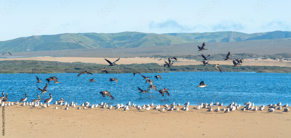 Flock of birds on the beach. Pelicans and seagulls. Beautiful California Central Coast