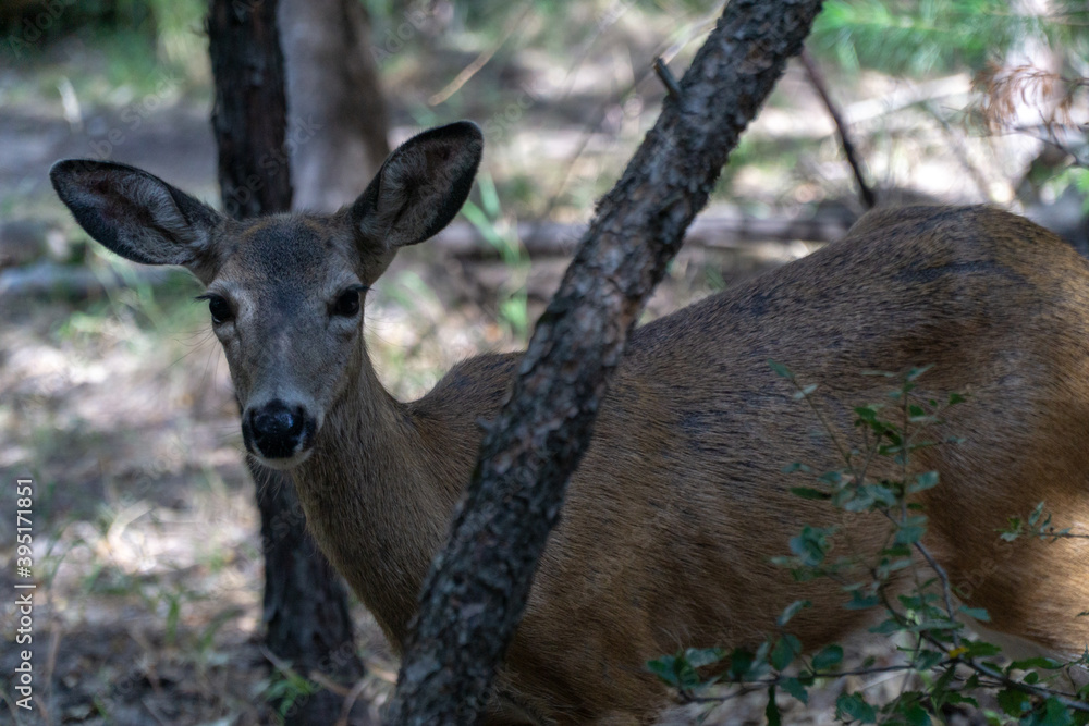 deer in the forest