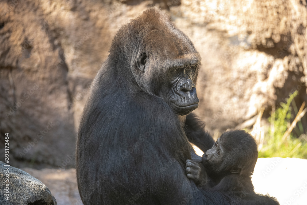 Baby Gorilla suckling at her Mother's breast