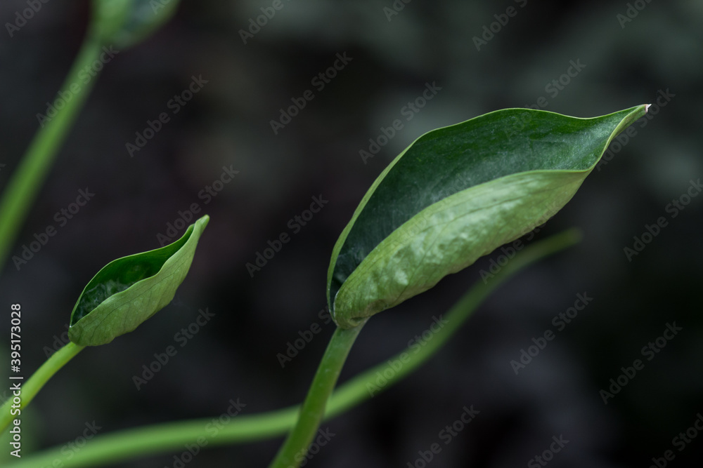 Young leaves unfurling on a plant in a greenhouse Young leaves unfurling on a plant in a greenhouse