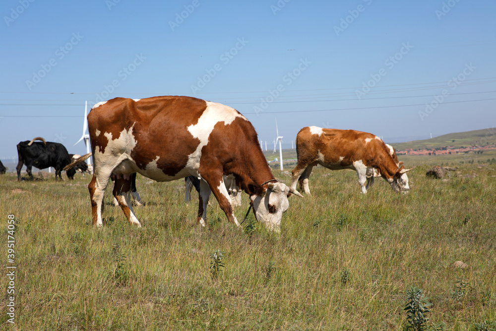 Cows grazing on the grassland are eating grass