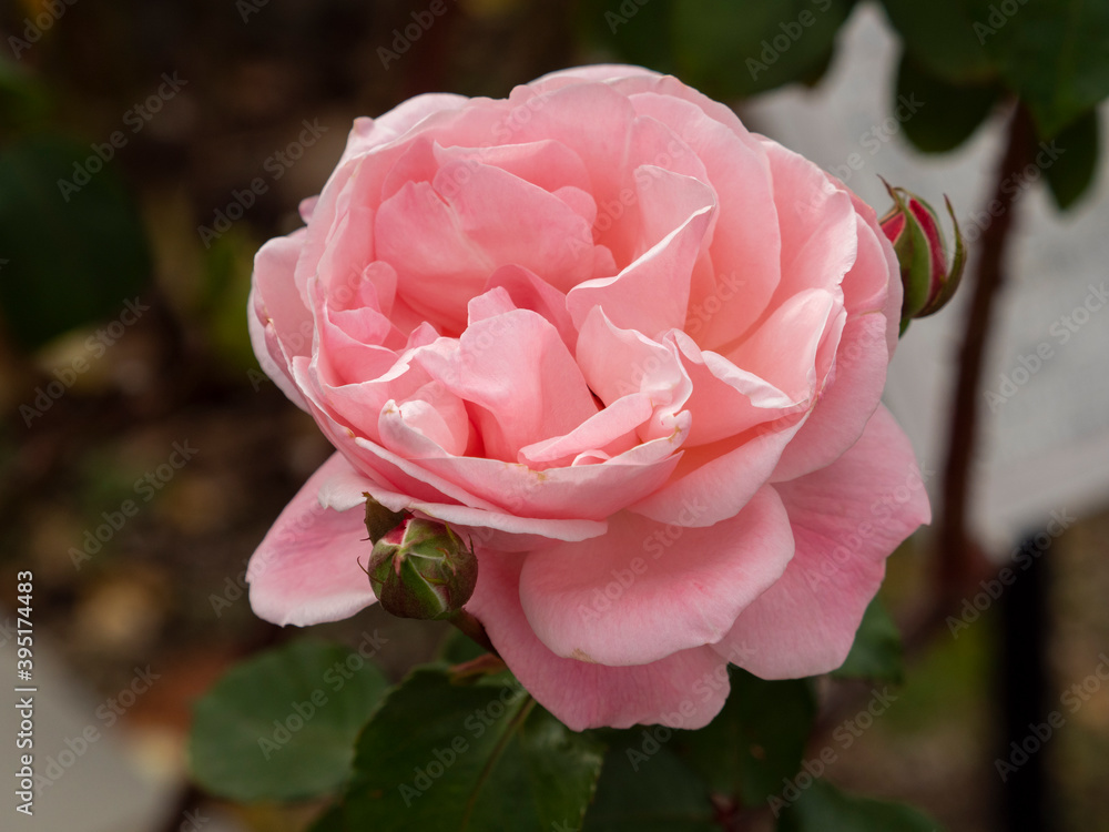 ピンクの薔薇クイーンエリザベス Stock Photo Adobe Stock