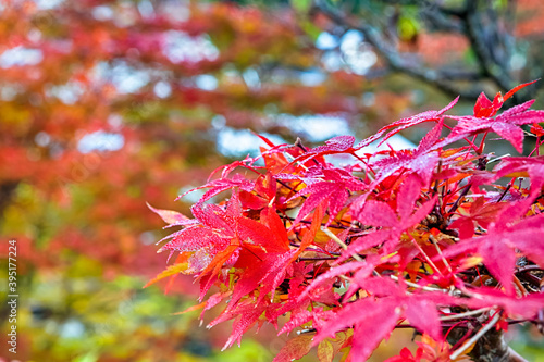 Traditional Japanese Red Maple Leaves During Fall Season