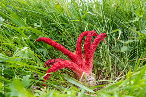 Clathrus archeri (Octopus Stinkhorn) growing in grass photo