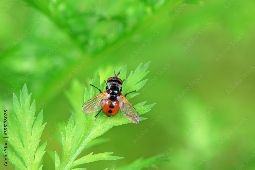 Flies on plants in the nature, North China Plain Flies on plants in the nature, North China Plain