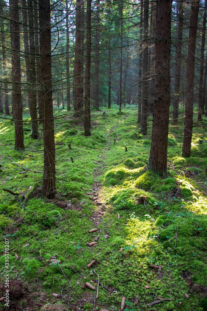 Obraz premium Small mossy pathway in the woods