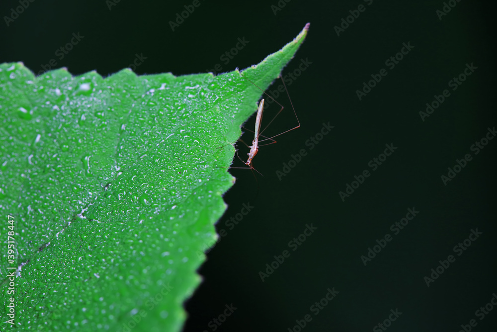 stinkbug on plant leaves in nature, North China Plain stinkbug on plant leaves in nature, North China Plain