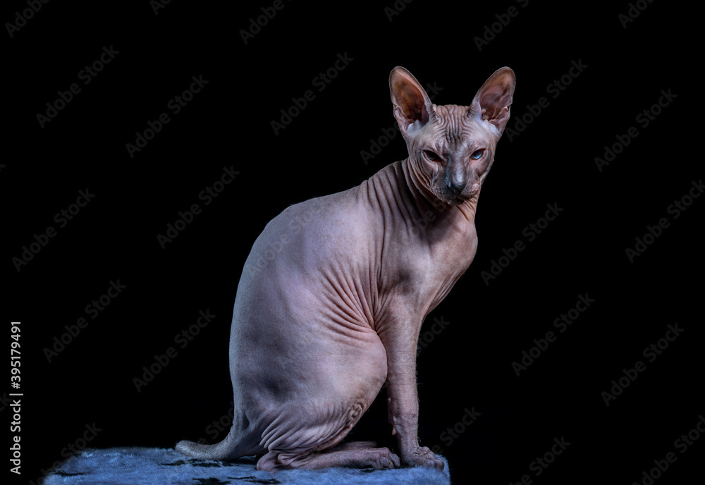 Beautiful young cat Sphinx color blue point on a black background.