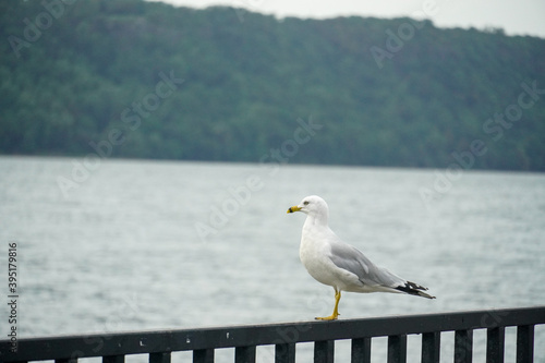 Sea gull perched on a handrail. 