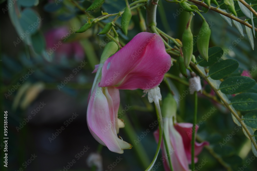 close up image of Pink Turi (Sesbania grandiflora) flower is eaten as a vegetable and medicine. The leaves are regular and rounded. The fruit is like flat green beans, long, and thin, out of focus close up image of Pink Turi (Sesbania grandiflora) flower is eaten as a vegetable and medicine. The leaves are regular and rounded. The fruit is like flat green beans, long, and thin, out of focus