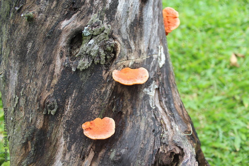 Cinnabar Bracket (Trametes sanguinea). A Woody Shelf Fungi from the polypores family (polyporaceae).
Cinnabar Bracket (Trametes sanguinea). A Woody Shelf Fungi from the polypores family (polyporaceae).