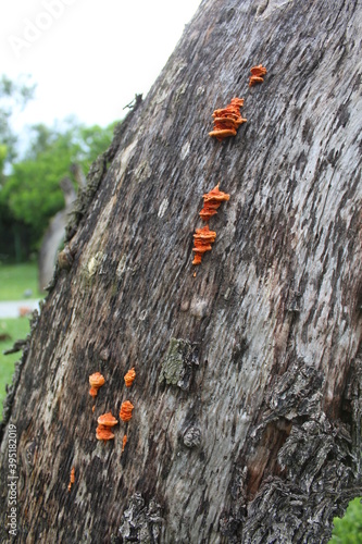 Cinnabar Bracket (Trametes sanguinea). A Woody Shelf Fungi from the polypores family (polyporaceae). 