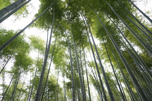 Backround Bamboo Forest Arashiyama Japan