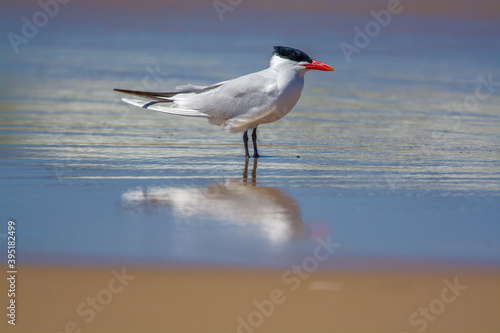 Canvas Print Caspian Tern