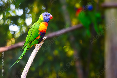 A colorful lorikeet perched on a branch in a zoo exhibit.