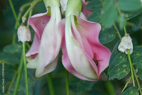 close up image of Pink Turi  Sesbania grandiflora  flower is eaten as a vegetable and medicine. The leaves are regular and rounded. The fruit is like flat green beans  long  and thin  out of focus