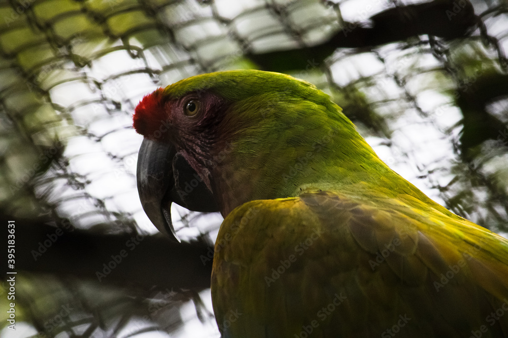 Obraz premium Bird