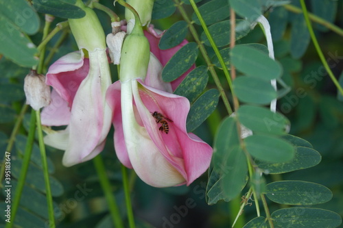 close up image of Pink Turi  Sesbania grandiflora  flower is eaten as a vegetable and medicine. The leaves are regular and rounded. The fruit is like flat green beans  long  and thin  out of focus