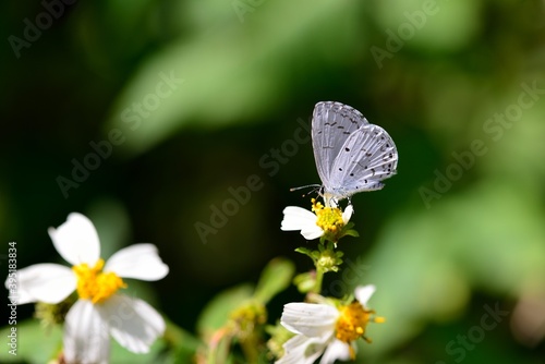 Butterfly from the Taiwan (Celastrina lavendularis himilco) Puli glass small gray butterfly in water © chienmuhou