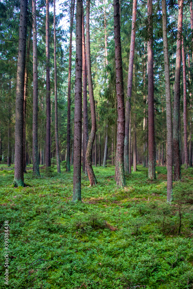 Obraz premium Forest landscape 