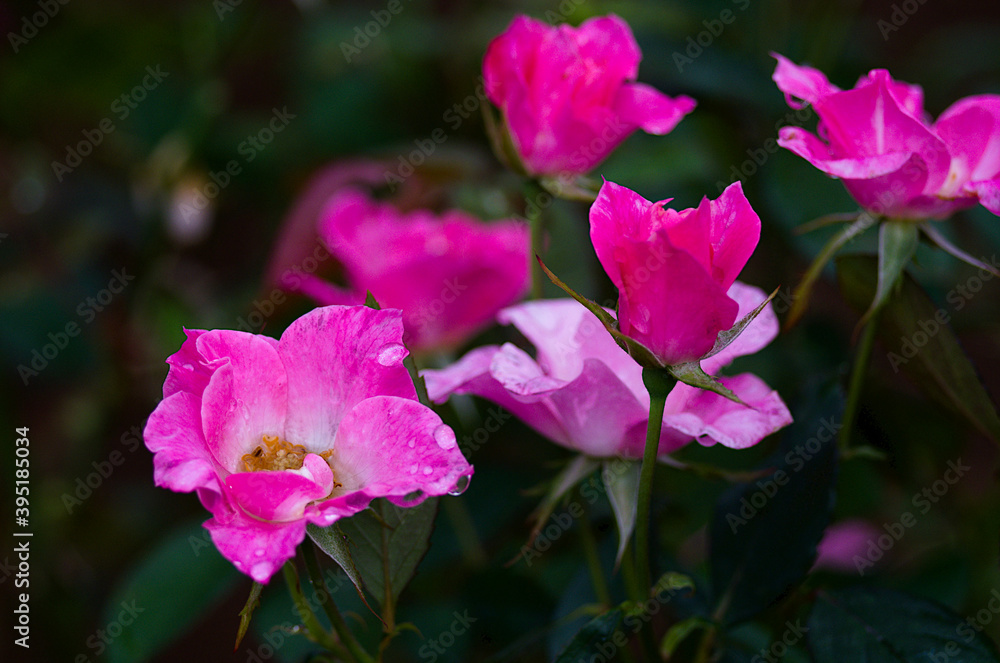 Obraz premium pink and yellow flowers