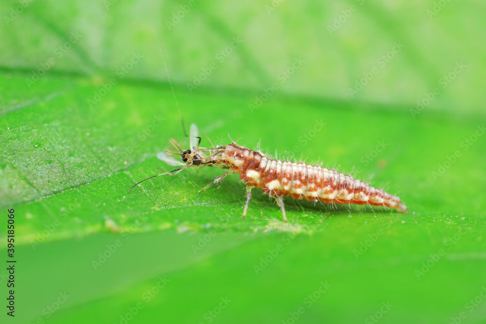 Chrysopa megacephala larvae on green leaves