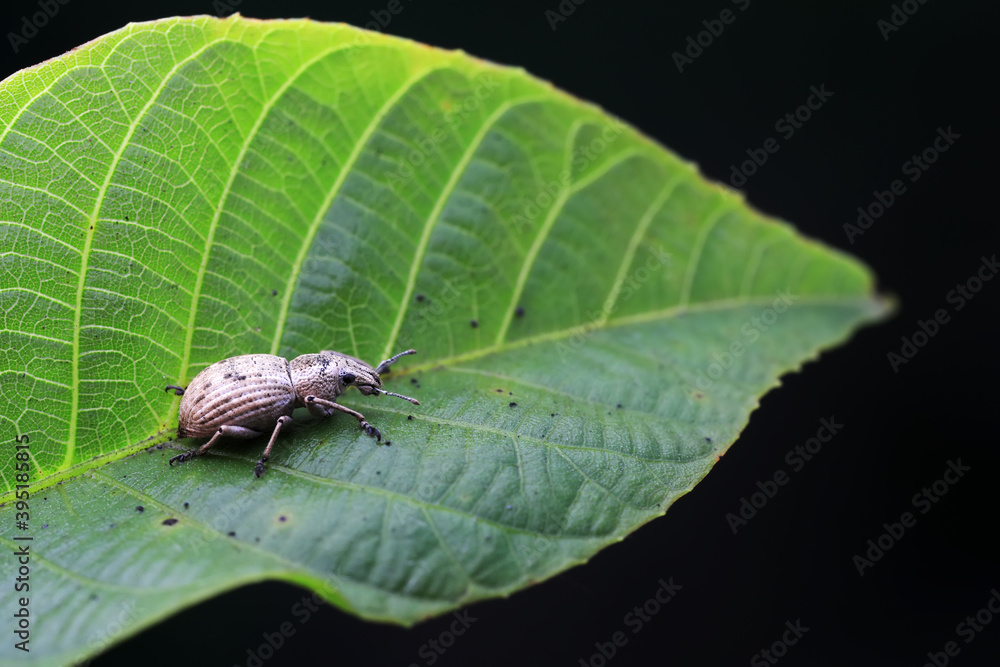 Weevil on green leaves, North China Plain Weevil on green leaves, North China Plain