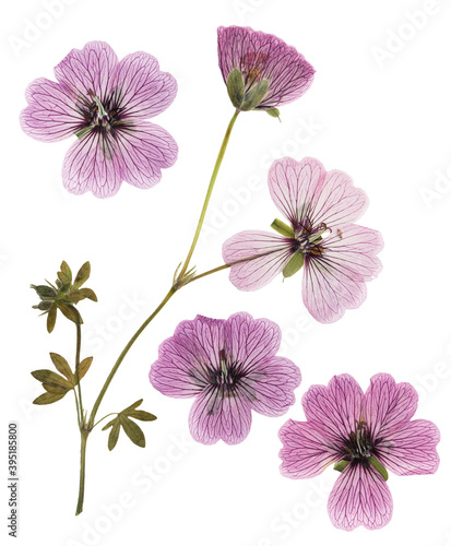 Pressed and dried pink delicate transparent flowers geranium (pelargonium), isolated on white background. For use in scrapbooking, floristry or herbarium