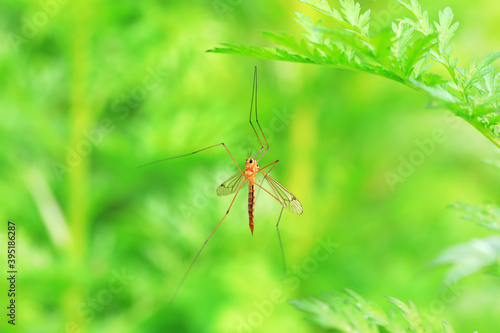 Big mosquito lives on weeds © zhang yongxin
