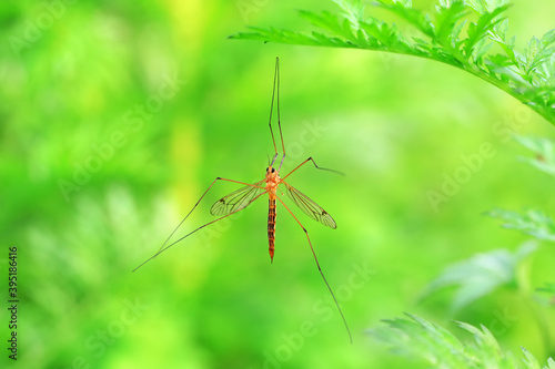 Big mosquito lives on weeds