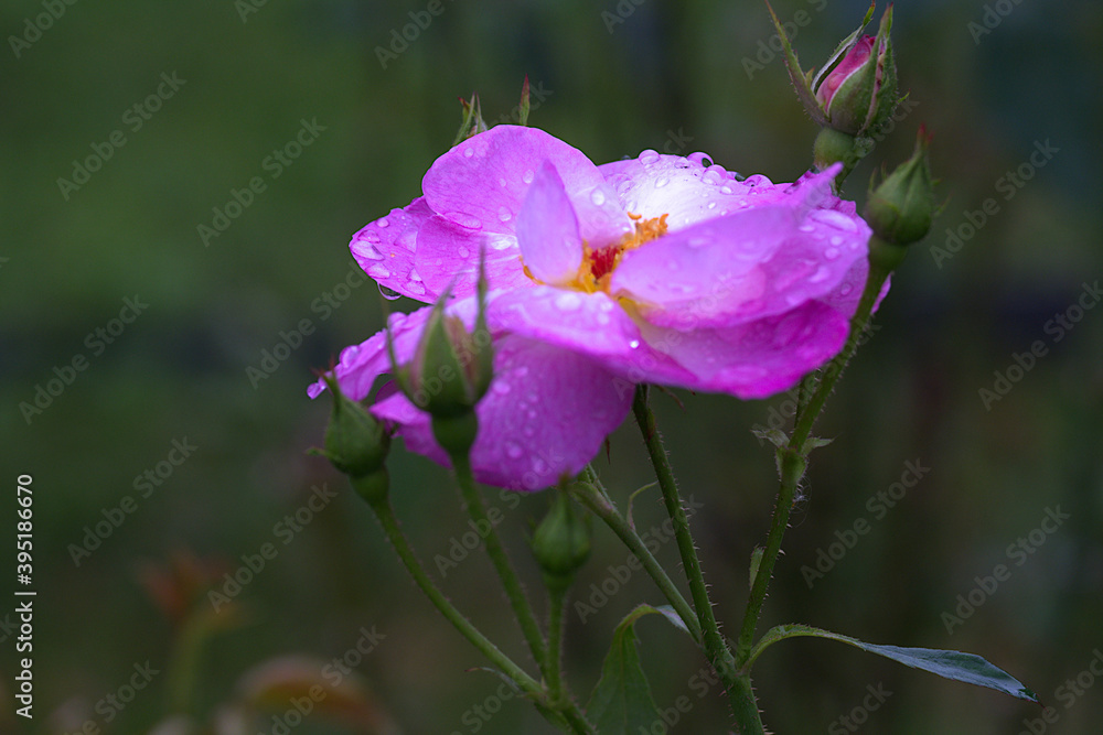pink rose in the garden pink rose in the garden
