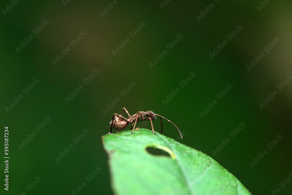 stinkbug on plant leaves in nature, North China Plain stinkbug on plant leaves in nature, North China Plain
