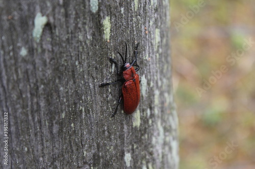 Coraliomela brunnea (Barata-do-coqueiro, Falsa-barata-das-palmeiras, falsa-barata-do-coqueiro) . Brazilian beetle, palm pest. photo