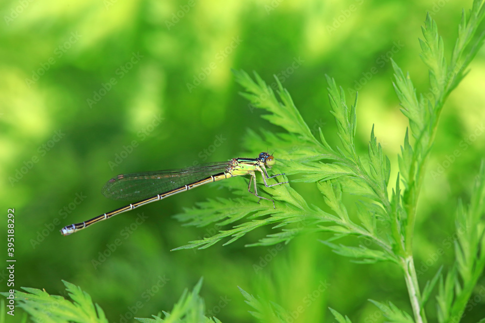 Damselflies perch on green leaves Damselflies perch on green leaves