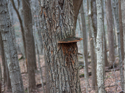 tree with fungus growing on it 