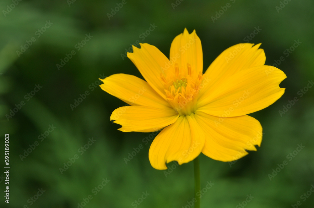 Closeup of yellow Cosmos caudatus flower in the garden Closeup of yellow Cosmos caudatus flower in the garden